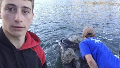 BALLENA QUE SE AHOGABA CON BOLSA PLÁSTICA PIDE AYUDA BALLENA QUE SE AHOGABA CON BOLSA PLÁSTICA PIDE AYUDA