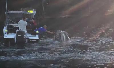 BALLENA QUE SE AHOGABA CON BOLSA PLÁSTICA PIDE AYUDA BALLENA QUE SE AHOGABA CON BOLSA PLÁSTICA PIDE AYUDA