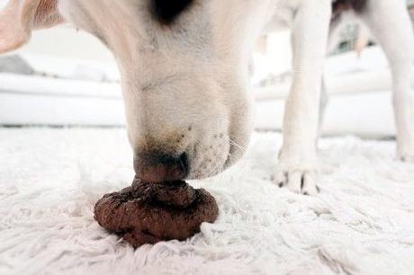 Por que los perros comen excremento? Las 8 razones más comunes Por que los perros comen excremento? Las 8 razones más comunes
