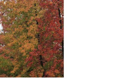 Proyecto de la A a la Z…con la O otoño4