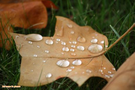 Proyecto de la A a la Z…con la O otoño5