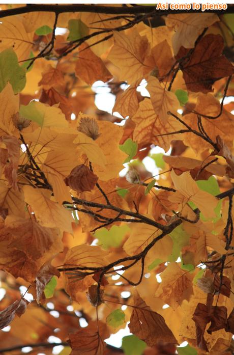 Proyecto de la A a la Z…con la O otoño2