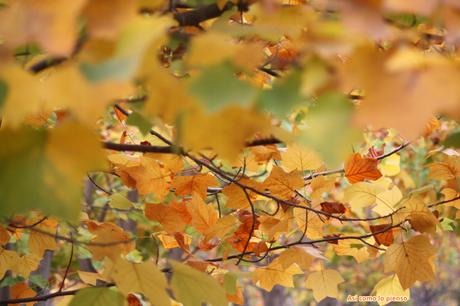 Proyecto de la A a la Z…con la O otoño1