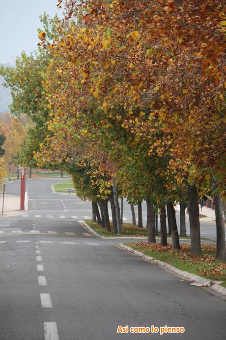 Proyecto de la A a la Z…con la O otoño3