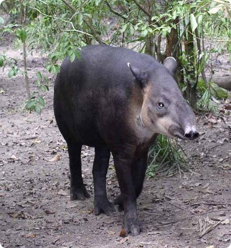 Tapir-Belize20