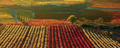 Entrevista del Mes: Bodegas Riojanas vinedos04_Cenicero_620x250
