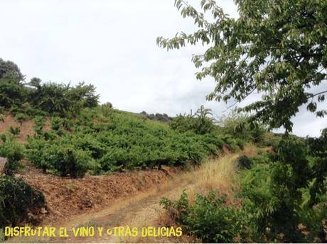 PAISAJES DEL BIERZO