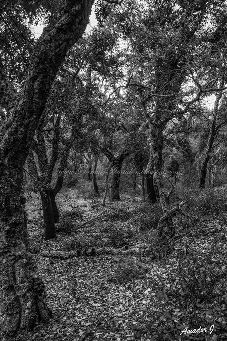 EL CERRO DEL HIERRO: SENDERO EL REBOLLAR (BLANCO/NEGRO)