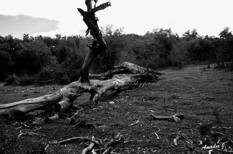 EL CERRO DEL HIERRO: SENDERO EL REBOLLAR (BLANCO/NEGRO)