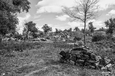 EL CERRO DEL HIERRO: SENDERO EL REBOLLAR (BLANCO/NEGRO)