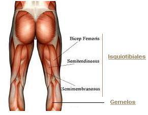Los músculos del corredor: Isquiotibiales Los músculos del corredor: Isquiotibiales