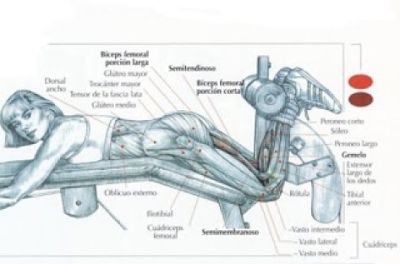 Los músculos del corredor: Isquiotibiales Los músculos del corredor: Isquiotibiales