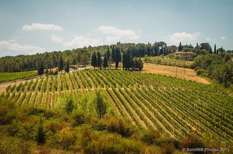 Viñedos de Chianti