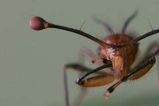 Un caso curioso de selección natural: la mosca ojos de tallo