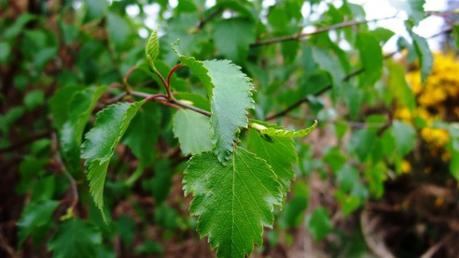 Alimentos para combatir la celulitis….. 8