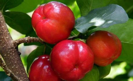 Alimentos para combatir la celulitis….. 6