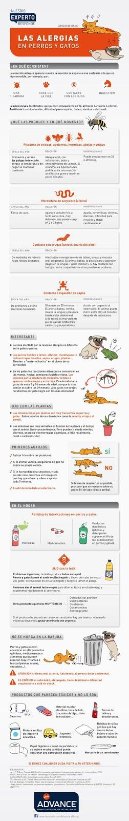 Alergias en perros y gatos#salud#mascotas#infografía