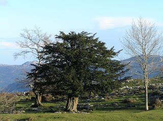 DESDE GALICIA.