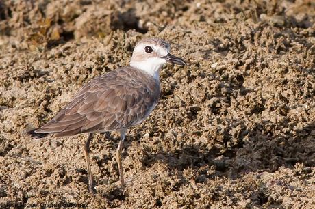 Greater sand plover- Photographs taken at the Nido Palawan Philippines/Charadrius leschenaultii- Fotografías tomadas en el Nido Palawan Filipinas