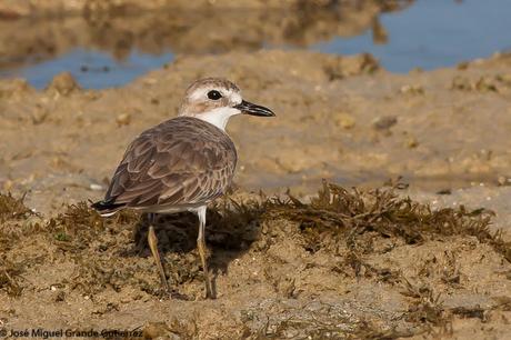 Greater sand plover- Photographs taken at the Nido Palawan Philippines/Charadrius leschenaultii- Fotografías tomadas en el Nido Palawan Filipinas