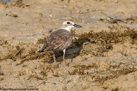 Greater sand plover- Photographs taken at the Nido Palawan Philippines/Charadrius leschenaultii- Fotografías tomadas en el Nido Palawan Filipinas