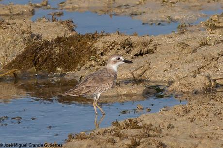 Greater sand plover- Photographs taken at the Nido Palawan Philippines/Charadrius leschenaultii- Fotografías tomadas en el Nido Palawan Filipinas