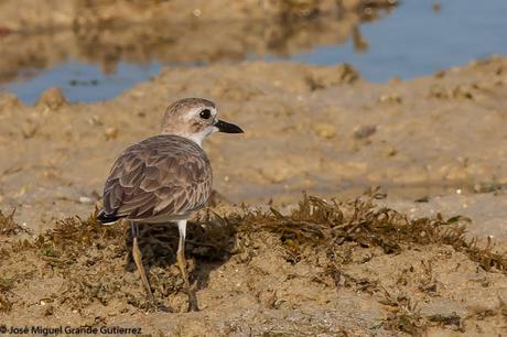 Greater sand plover- Photographs taken at the Nido Palawan Philippines/Charadrius leschenaultii- Fotografías tomadas en el Nido Palawan Filipinas