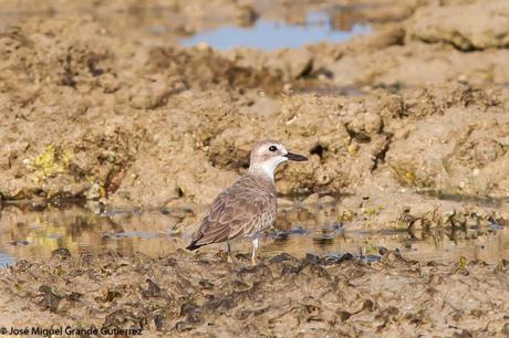 Greater sand plover- Photographs taken at the Nido Palawan Philippines/Charadrius leschenaultii- Fotografías tomadas en el Nido Palawan Filipinas