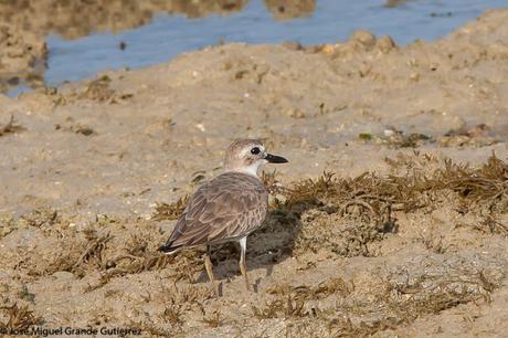 Greater sand plover- Photographs taken at the Nido Palawan Philippines/Charadrius leschenaultii- Fotografías tomadas en el Nido Palawan Filipinas