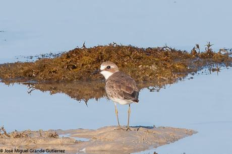 Greater sand plover- Photographs taken at the Nido Palawan Philippines/Charadrius leschenaultii- Fotografías tomadas en el Nido Palawan Filipinas