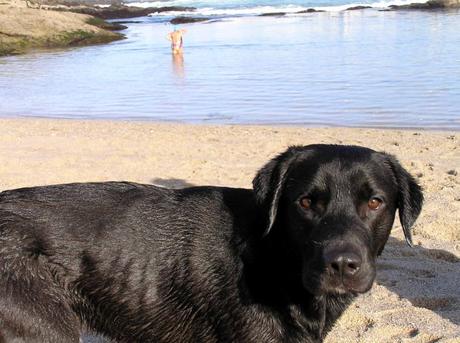 Canis familiaris PerroTomas