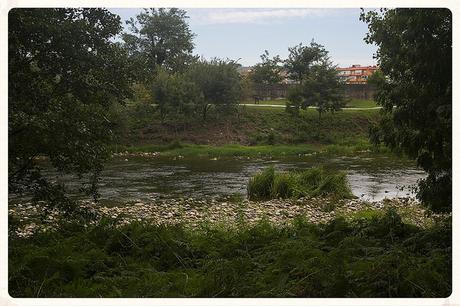 Parque de la Viesca, Torrelavega