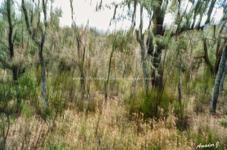 SEVILLA: EL CERRO DEL HIERRO. DISTINTAS FORMAS DE ENFOCAR