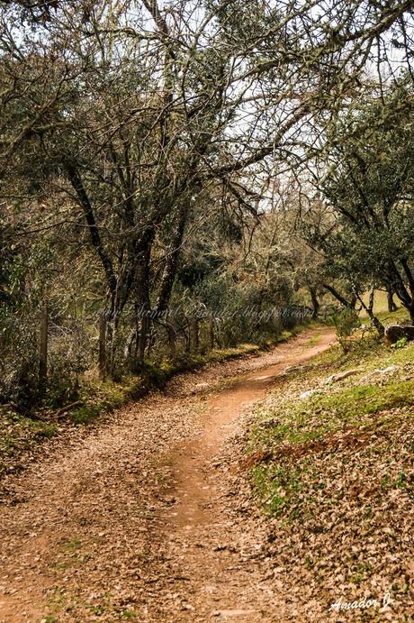 SEVILLA: EL CERRO DEL HIERRO. DISTINTAS FORMAS DE ENFOCAR