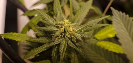 Primer gran estudio genético revela las diferencias y errores entre la marihuana y el cáñamo Primer gran estudio genético revela las diferencias y errores entre la marihuana y el cáñamo