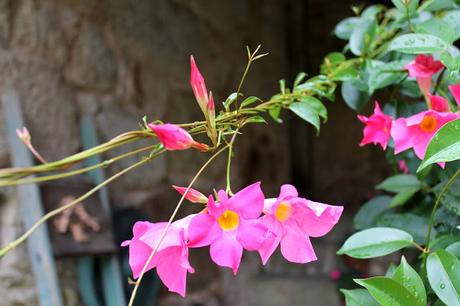 El jardín de La Saleta en Verano, del 1 al 31 de agosto de 2015. Saleta's Garden in summer, August 1-31, 2015.