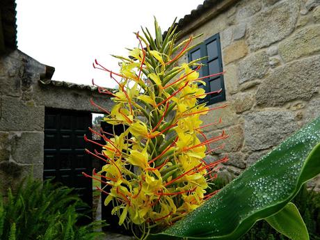 El jardín de La Saleta en Verano, del 1 al 31 de agosto de 2015. Saleta's Garden in summer, August 1-31, 2015.