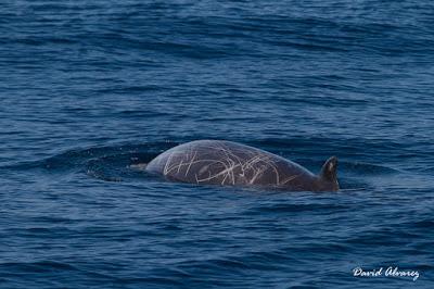 Navegando entre zifios y delfines