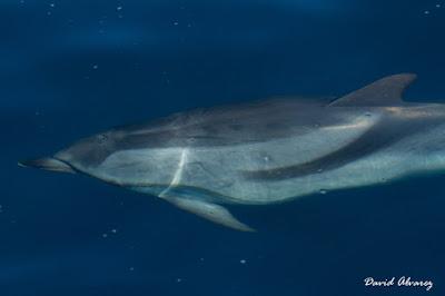 Navegando entre zifios y delfines