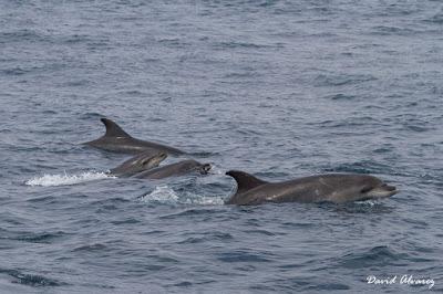 Navegando entre zifios y delfines