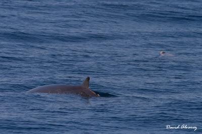 Navegando entre zifios y delfines