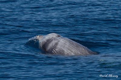 Navegando entre zifios y delfines