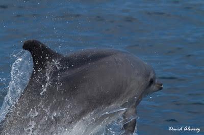 Navegando entre zifios y delfines