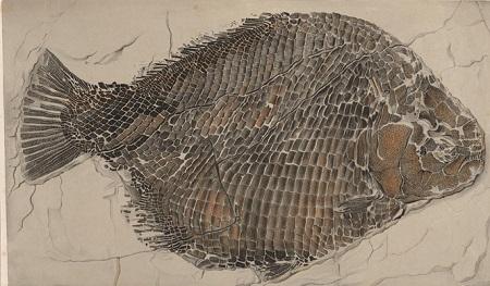 Pescando fósiles, Elizabeth Philpot (1780-1857) Pescando fósiles, Elizabeth Philpot (1780-1857)