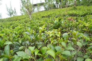 Campo de té en Sri Lanka