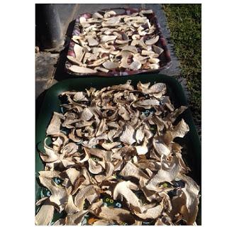 TAGLIATELLE CON SALSA DE CEPS Y NUECES TAGLIATELLE CON SALSA DE CEPS Y NUECES