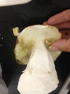 TAGLIATELLE CON SALSA DE CEPS Y NUECES TAGLIATELLE CON SALSA DE CEPS Y NUECES