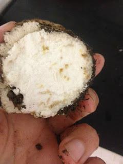 TAGLIATELLE CON SALSA DE CEPS Y NUECES TAGLIATELLE CON SALSA DE CEPS Y NUECES