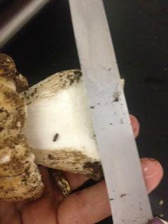 TAGLIATELLE CON SALSA DE CEPS Y NUECES TAGLIATELLE CON SALSA DE CEPS Y NUECES