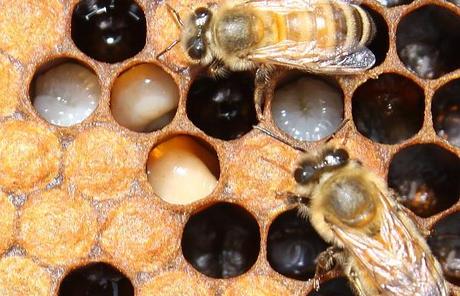 DESAPARICION DE ABEJAS EN AFRICA - DISAPPEARANCE OF BEES IN AFRICA. http://lafamiliapicola.blogspot.com/2015/09/desaparicion-de-abejas-en-africa.html